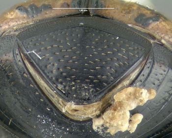 Media type: image;   Entomology 602112 Aspect: pygidium